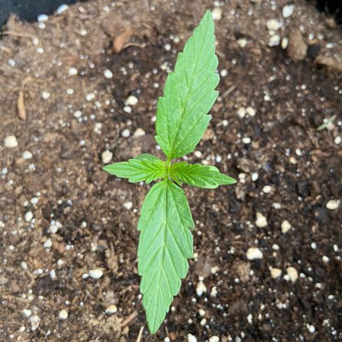 Mimosa x Orange Punch Auto (Punani Pief) growlog photo: Today: 🌧⛅️🌞🌧⛅️🌞