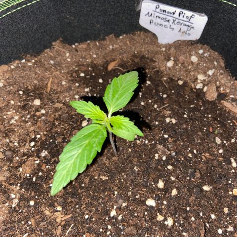 Mimosa x Orange Punch Auto (Punani Pief) growlog photo: Today: 🌧🌧⛅️🌧🌧