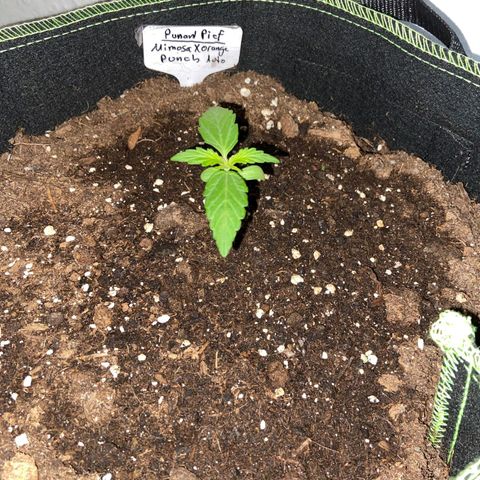 Mimosa x Orange Punch Auto (Punani Pief) growlog photo: Today: 🌧🌧⛅️🌧🌧