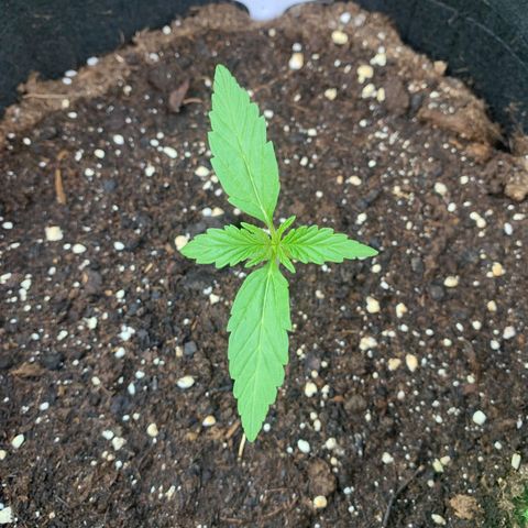 Mimosa x Orange Punch Auto (Punani Pief) growlog photo: Today: 🌞🌥🌞🌥🌞🌥