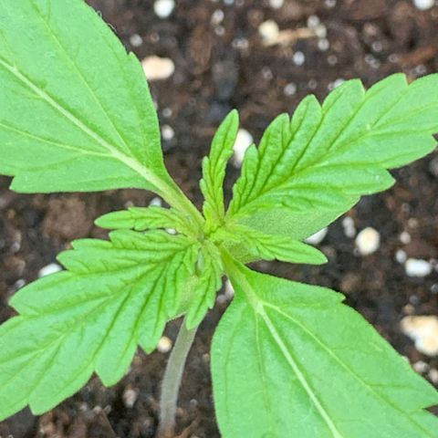 Mimosa x Orange Punch Auto (Punani Pief) growlog photo: Today: 🌞🌥🌞🌥🌞🌥