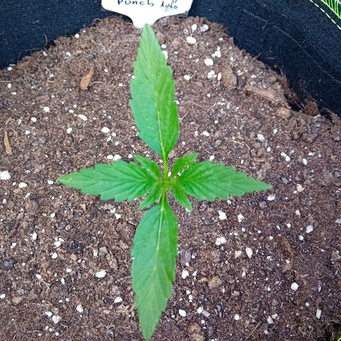 Mimosa x Orange Punch Auto (Punani Pief) growlog photo: Today: 🌤🌞🌤🌞🌤🌞