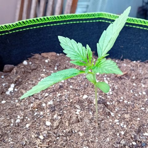 Mimosa x Orange Punch Auto (Punani Pief) growlog photo: Today: 🌤🌞🌤🌞🌤🌞