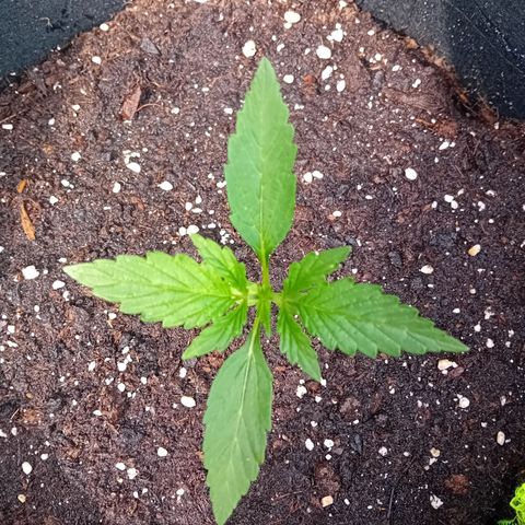 Mimosa x Orange Punch Auto (Punani Pief) growlog photo: Today: 🌤🌞🌤🌞🌥🌧