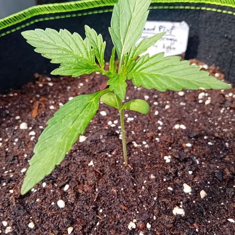 Mimosa x Orange Punch Auto (Punani Pief) growlog photo: Today: 🌤🌞🌤🌞🌥🌧