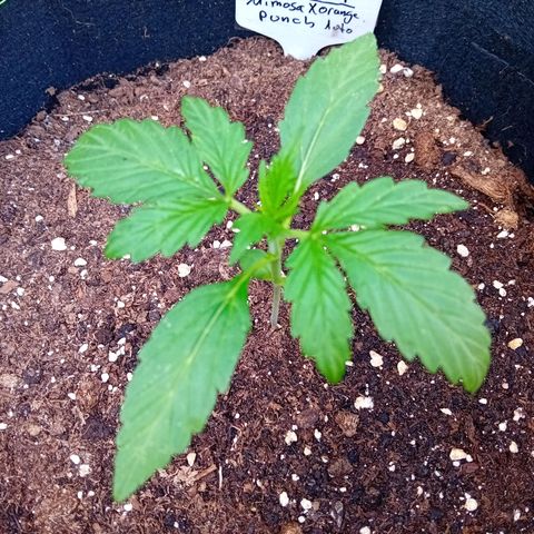Mimosa x Orange Punch Auto (Punani Pief) growlog photo: Today: 🌞🌤🌥🌧🌤🌞