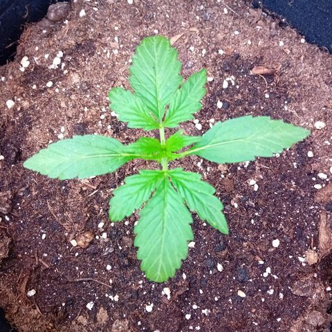 Mimosa x Orange Punch Auto (Punani Pief) growlog photo: Today: 🌞🌤🌥🌧🌤🌞