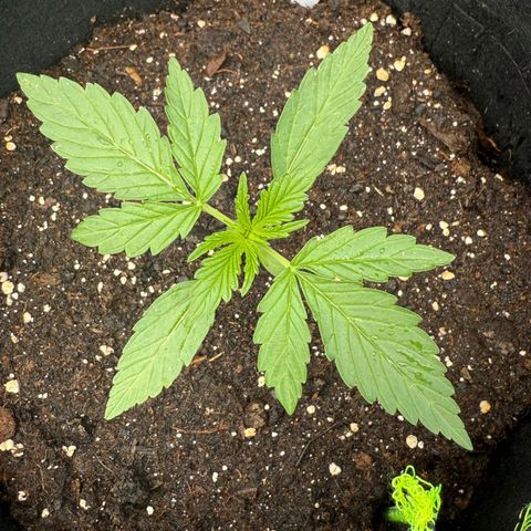 Mimosa x Orange Punch Auto (Punani Pief) growlog photo: Today: 🌤🌞🌧🌞🌤🌧
