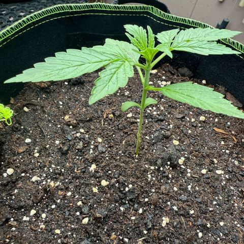 Mimosa x Orange Punch Auto (Punani Pief) growlog photo: Today: 🌤🌞🌧🌞🌤🌧