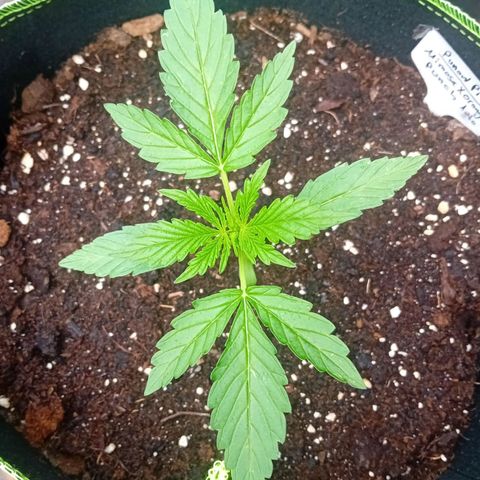 Mimosa x Orange Punch Auto (Punani Pief) growlog photo: Today: ☁️🌥⛅️🌤🌞☁️