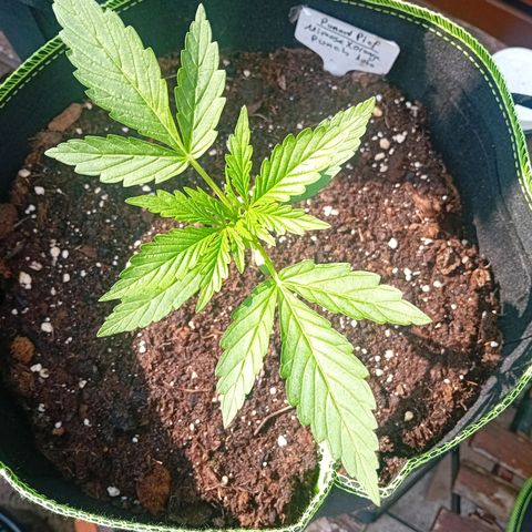 Mimosa x Orange Punch Auto (Punani Pief) growlog photo: Today: 🌤🌞🌧🌤🌞🌧