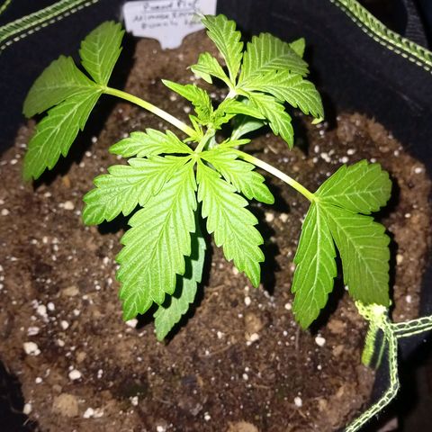 Mimosa x Orange Punch Auto (Punani Pief) growlog photo: Today: 🌞☁️🌞☁️🌞☁️ (☘️ -> 😴💤🌛)