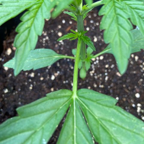 Mimosa x Orange Punch Auto (Punani Pief) growlog photo: Today: 🌞🌤🌞🌤🌥🌞