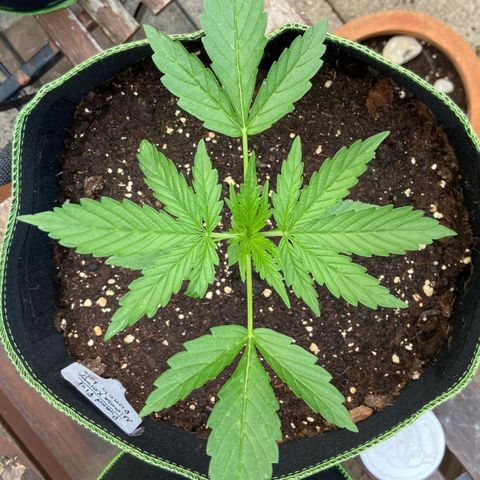 Mimosa x Orange Punch Auto (Punani Pief) growlog photo: Today: 🌞🌤🌞🌤🌥🌞