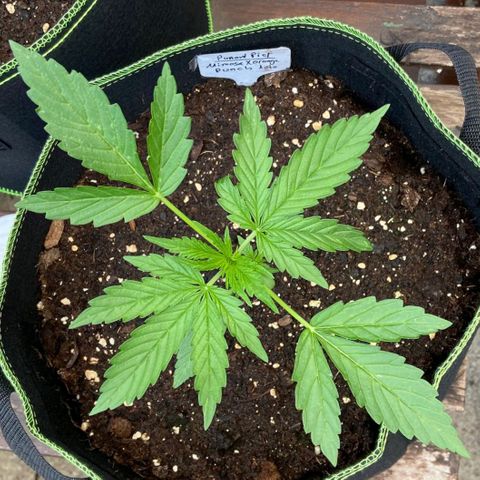 Mimosa x Orange Punch Auto (Punani Pief) growlog photo: Today: 🌧🌤🌧🌤🌧🌤