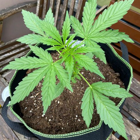 Mimosa x Orange Punch Auto (Punani Pief) growlog photo: Today: 🌤🌧🌞🌤🌧🌞