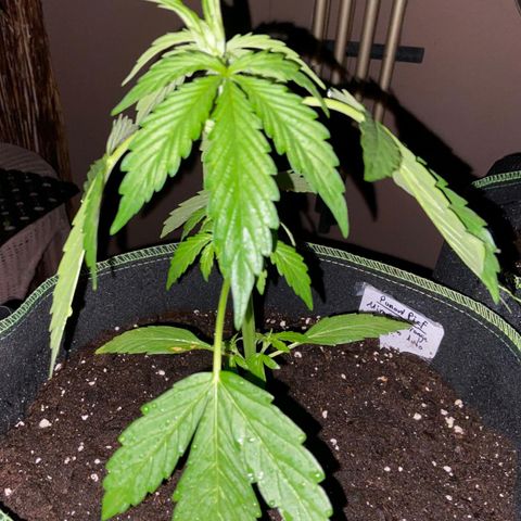 Mimosa x Orange Punch Auto (Punani Pief) growlog photo: Today: 🌧🌤🌧🌤🌧🌤 (☘️->😴💤🌛)