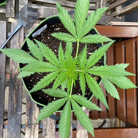 Mimosa x Orange Punch Auto (Punani Pief) growlog photo: Today: 🌧🌤☁️🌤🌧☁️