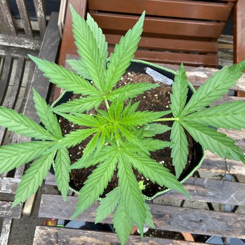 Mimosa x Orange Punch Auto (Punani Pief) growlog photo: Today: ☁️🌤🌞☁️🌤🌞