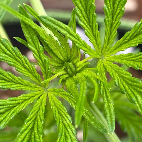 Mimosa x Orange Punch Auto (Punani Pief) growlog photo: Today: ☁️🌤🌞☁️🌤🌞