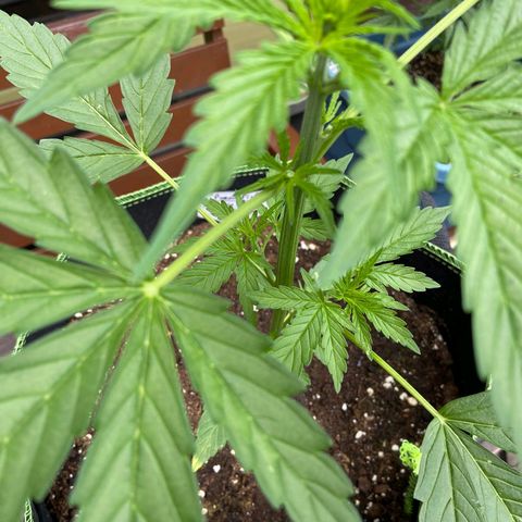 Mimosa x Orange Punch Auto (Punani Pief) growlog photo: Today: ☁️🌤🌞☁️🌤🌞