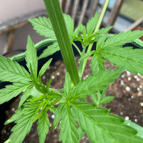 Mimosa x Orange Punch Auto (Punani Pief) growlog photo: Today: ☁️🌤🌞☁️🌤🌞