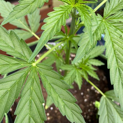 Mimosa x Orange Punch Auto (Punani Pief) growlog photo: Today: ☁️🌤🌞☁️🌤🌞