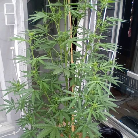 Mimosa x Orange Punch Auto (Punani Pief) growlog photo: Today: ☁️☁️☁️☁️☁️