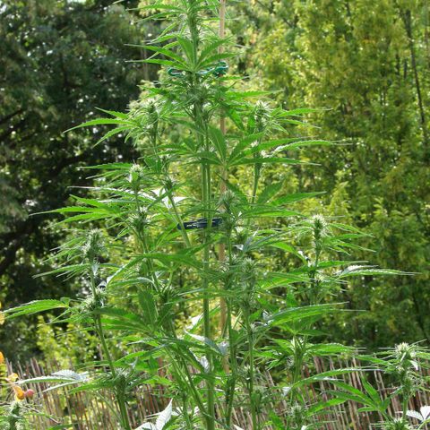 Mimosa x Orange Punch Auto (Punani Pief) growlog photo: Today: 🥵☁️🥵☁️🥵☁️