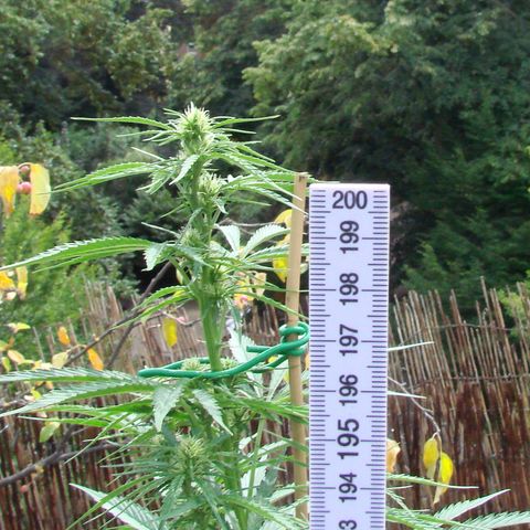 Mimosa x Orange Punch Auto (Punani Pief) growlog photo: Today: 🥵☁️🥵☁️🥵☁️