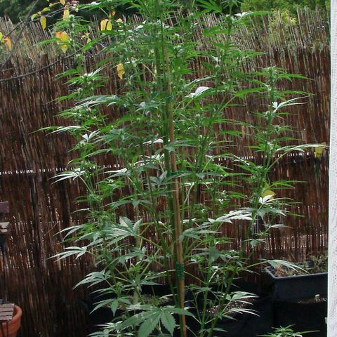 Mimosa x Orange Punch Auto (Punani Pief) growlog photo: 🚀