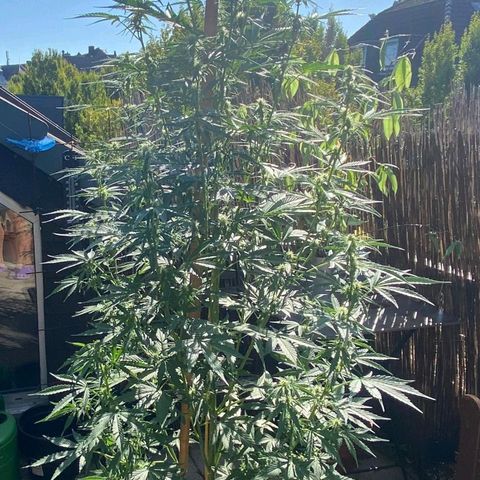 Mimosa x Orange Punch Auto (Punani Pief) growlog photo: Today: 🌞🌤🌥🌞🌥🌤🌞