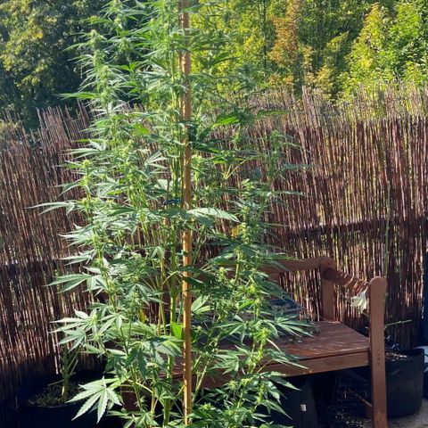 Mimosa x Orange Punch Auto (Punani Pief) growlog photo: Today: 🌞🌤🌥🌞🌥🌤🌞