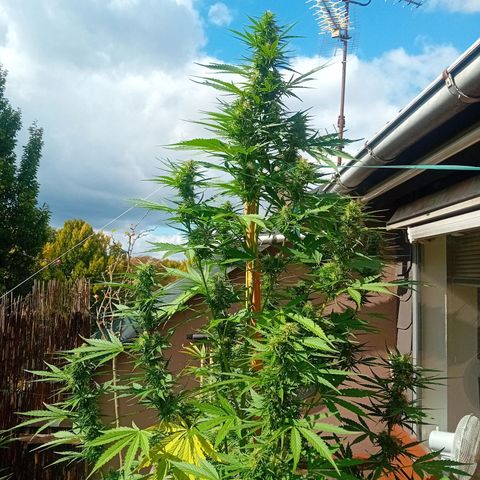 Mimosa x Orange Punch Auto (Punani Pief) growlog photo: Today: 🌬🌞🌬🌞🌬🌞
