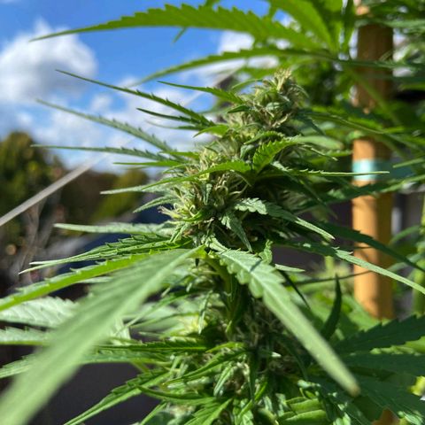Mimosa x Orange Punch Auto (Punani Pief) growlog photo: Today: 🌞🌬☁️🌥🌞🌬☁️🌥