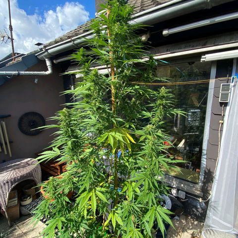 Mimosa x Orange Punch Auto (Punani Pief) growlog photo: Today: 🌞🌬☁️🌥🌞🌬☁️🌥