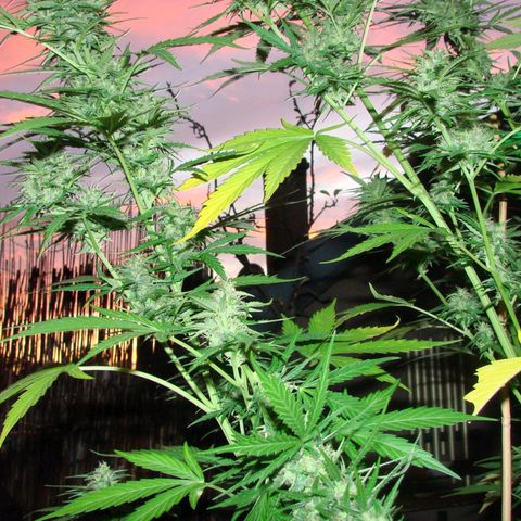 Mimosa x Orange Punch Auto (Punani Pief) growlog photo: Today: 🌅🌇🌄🌆🌇🌅🌆