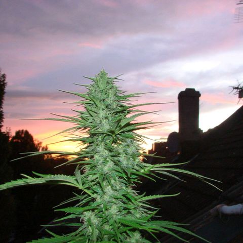 Mimosa x Orange Punch Auto (Punani Pief) growlog photo: Today: 🌅🌇🌄🌆🌇🌅🌆