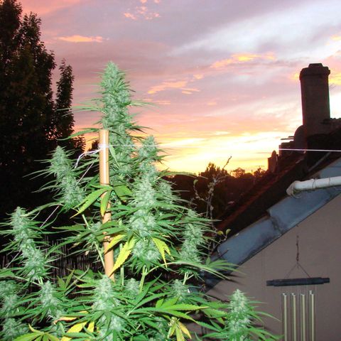 Mimosa x Orange Punch Auto (Punani Pief) growlog photo: Today: 🌅🌇🌄🌆🌇🌅🌆