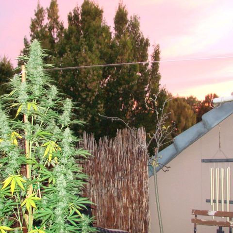 Mimosa x Orange Punch Auto (Punani Pief) growlog photo: Today: 🌅🌇🌄🌆🌇🌅🌆