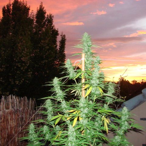 Mimosa x Orange Punch Auto (Punani Pief) growlog photo: Today: 🌅🌇🌄🌆🌇🌅🌆
