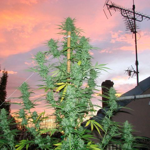 Mimosa x Orange Punch Auto (Punani Pief) growlog photo: Today: 🌅🌇🌄🌆🌇🌅🌆