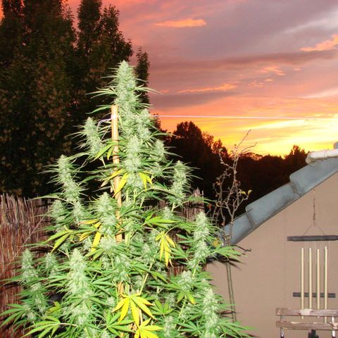 Mimosa x Orange Punch Auto (Punani Pief) growlog photo: Today: 🌅🌇🌄🌆🌇🌅🌆