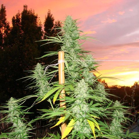 Mimosa x Orange Punch Auto (Punani Pief) growlog photo: Today: 🌅🌇🌄🌆🌇🌅🌆