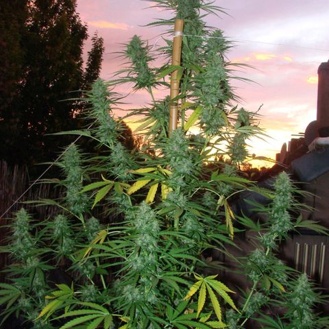 Mimosa x Orange Punch Auto (Punani Pief) growlog photo: Today: 🌅🌇🌄🌆🌇🌅🌆