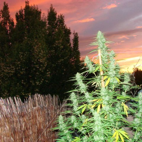 Mimosa x Orange Punch Auto (Punani Pief) growlog photo: Today: 🌅🌇🌄🌆🌇🌅🌆