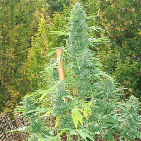 Mimosa x Orange Punch Auto (Punani Pief) growlog photo: Today: 🥶🧊⛅️🌤🥶⛅️🌤