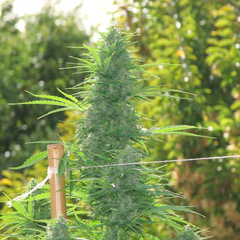 Mimosa x Orange Punch Auto (Punani Pief) growlog photo: Today: 🥶🧊⛅️🌤🥶⛅️🌤