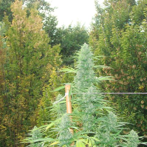 Mimosa x Orange Punch Auto (Punani Pief) growlog photo: Today: 🥶🧊⛅️🌤🥶⛅️🌤