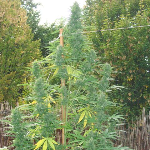Mimosa x Orange Punch Auto (Punani Pief) growlog photo: Today: 🥶🧊⛅️🌤🥶⛅️🌤
